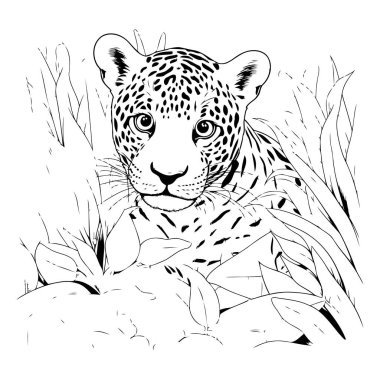 Ormandaki Jaguar. El çizimi vektör çizimi. Tek renkli çizim.