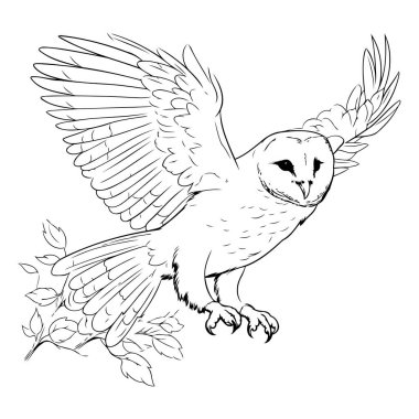 Kanatları açık baykuş. El çizimi vektör çizimi beyaz arkaplanda izole edildi.