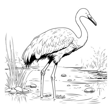 Gölün kıyısında duran bir flamingo çizimi