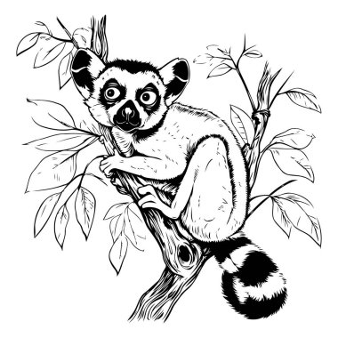 Lemur bir ağaç dalında oturuyor. Siyah ve beyaz vektör çizimi.