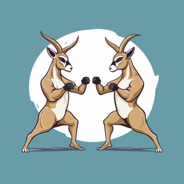 Kangurular kavga eder. Kanguru boksu temsilciliği.