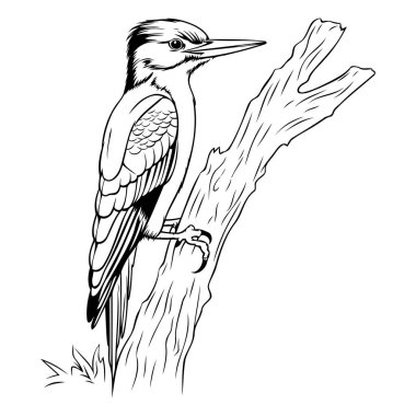 Dendrocopos major. Ağaçkakan kuşu. Siyah ve beyaz vektör çizimi