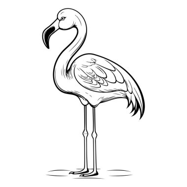 Flamingo beyaz arka planda izole edildi. Siyah ve beyaz vektör çizimi.