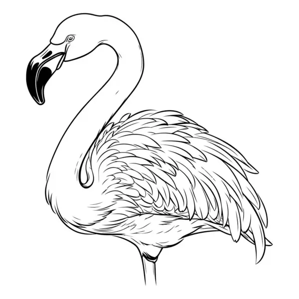 Flamingo Bird Isolated White Background Black White Vector Illustration — Stock Vector