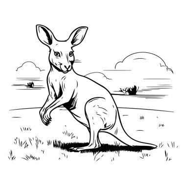 Sahada kanguru. Bir kangurunun vektör çizimi.