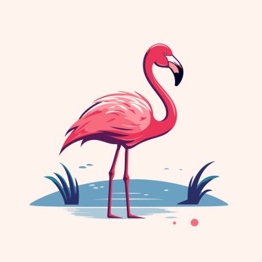 Flamingo. Vektör çizimi. Beyaz arkaplanda izole.