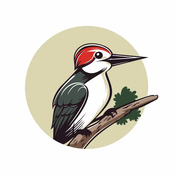 Stock vector Woodpecker on a branch. Woodpecker vector illustration.