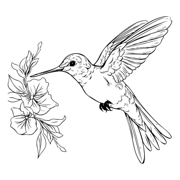 Kwiat Hibiskusa Koliber Ilustracja Wektorowa — Wektor stockowy