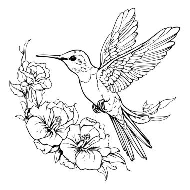 Çiçekli sinekkuşu. Vektör çizimi. Siyah ve beyaz.
