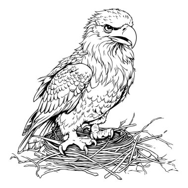 Kartal yuvada. Boyama kitabı için siyah ve beyaz vektör çizimi.