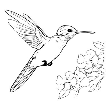 Çiçekli sinekkuşu. Bir sinekkuşunun vektör çizimi.