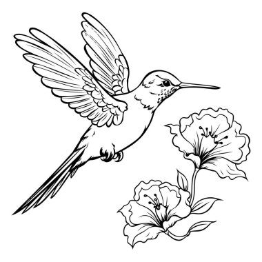 Çiçekli sinekkuşu. Bir sinekkuşunun vektör çizimi.