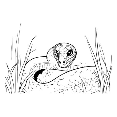 Çimlerde yılan var. Vektör çizimi. Yetişkinler için boyama kitabı