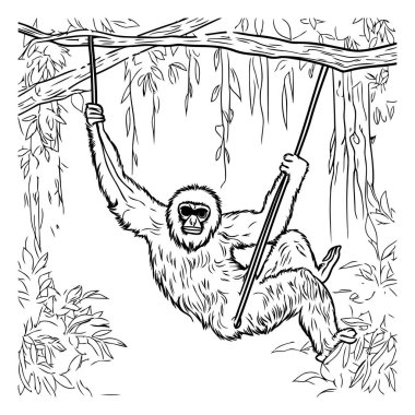 Gibbon ormanda ipte sallanıyor. Vektör illüstrasyonu.