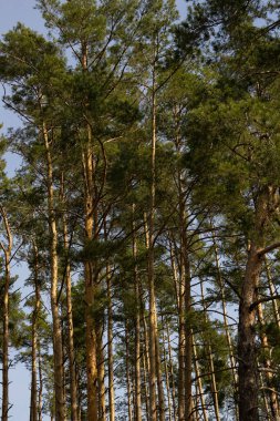 Ormandaki çam ağaçları