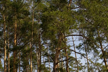 Güneşli bir ormanda gökyüzüne doğru uzanan uzun çam ağaçları.