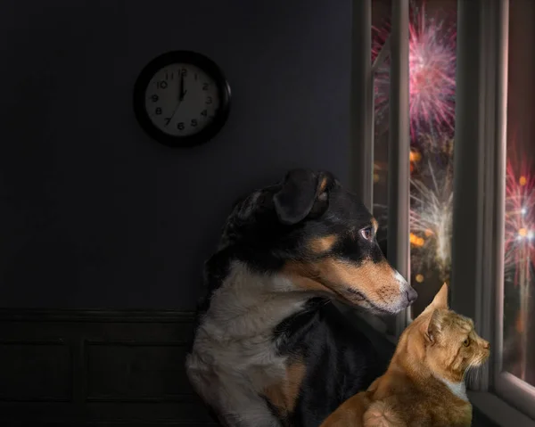 Köpek ve Kedi pencereden dışarı bakar ve havai fişekleri izlerler.