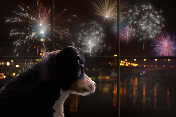 Köpek pencereden dışarı bakar ve havai fişekleri izler.