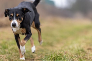Dog run on green grass. Space for text, appenzeller sennenhund