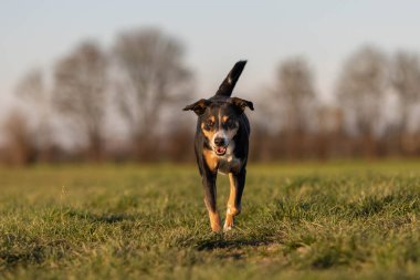 Köpek ilkbaharın başında çayırda koşuyor.