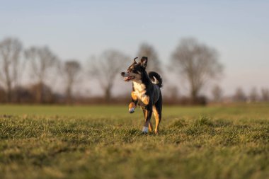 Köpek tarlada koşar, apandis sennenhund