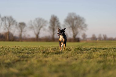 Köpek tarlada koşar, apandis sennenhund