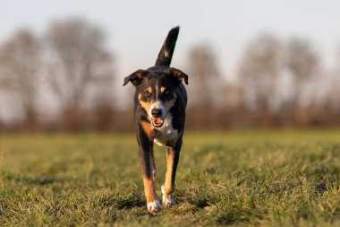 Köpek ilkbaharın başında çayırda koşuyor.