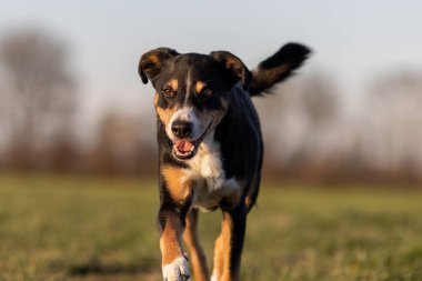 Köpek ilkbaharın başında çayırda koşuyor.
