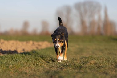 Sevimli apandis sennenhund köpek ilkbaharın başında çayırda koşuyor.