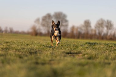 Parkta mutlu köpek koşusu, apandisit sennenhund
