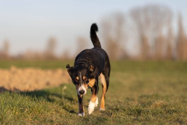 Sevimli apandis sennenhund köpek ilkbaharın başında çayırda koşuyor.