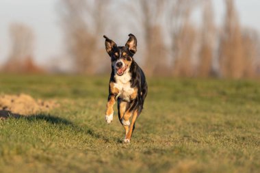 Sevimli apandis sennenhund köpek ilkbaharın başında çayırda koşuyor.
