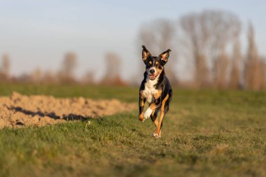 Sevimli apandis sennenhund köpek ilkbaharın başında çayırda koşuyor.
