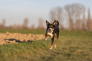 Sevimli apandis sennenhund köpek ilkbaharın başında çayırda koşuyor.