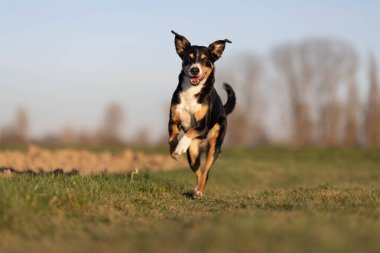 Sevimli apandis sennenhund köpek ilkbaharın başında çayırda koşuyor.