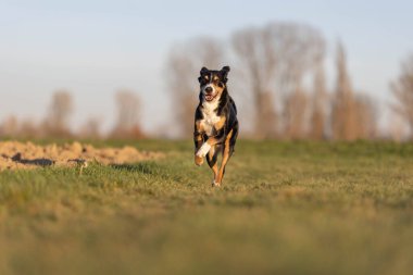 Sevimli apandis sennenhund köpek ilkbaharın başında çayırda koşuyor.