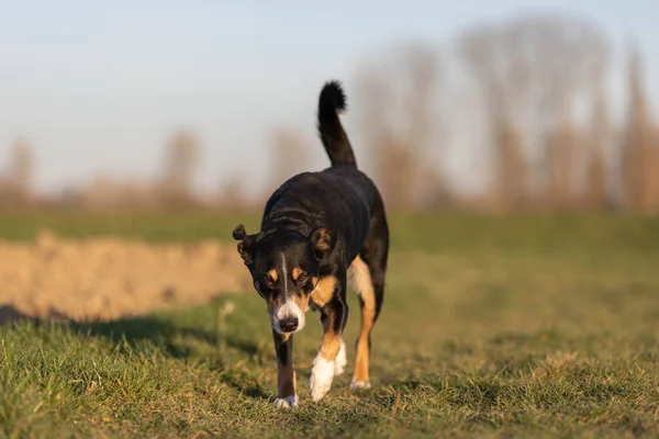 Cute Appenzeller Sennenhund Dog Running Meadow Early Spring — Stock Photo, Image