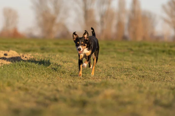 Mignon Appenzeller Sennenhund Chien Courant Prairie Début Printemps — Photo