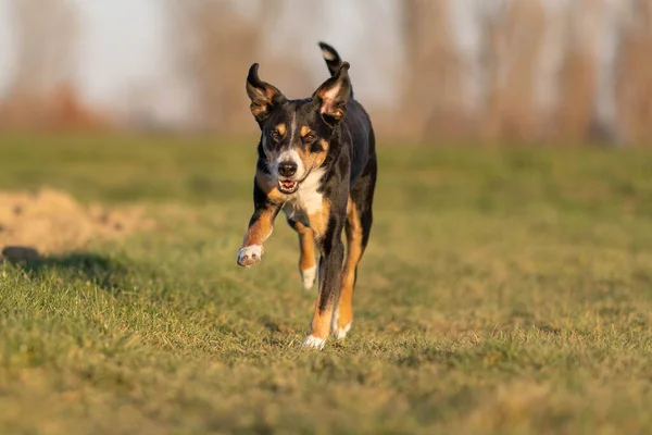 Sevimli Apandis Sennenhund Köpek Ilkbaharın Başında Çayırda Koşuyor — Stok fotoğraf