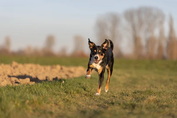 Söt Apenzeller Sennenhund Hund Som Springer Ängen Tidigt Våren — Stockfoto