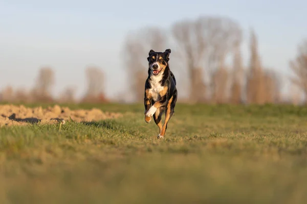 Cute Appenzeller Sennenhund Pies Działa Łące Wczesną Wiosną — Zdjęcie stockowe