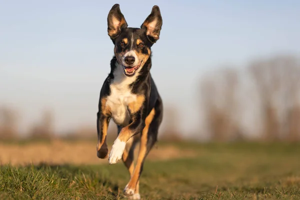 快乐的狗在公园里跑来跑去 附属物 — 图库照片