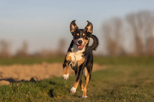 Cute Appenzeller Sennenhund Pies Działa Łące Wczesną Wiosną — Zdjęcie stockowe