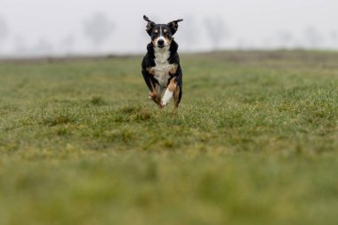 Hareket halindeki güzel bir köpeğin portresi