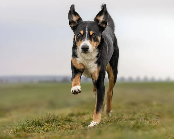 Porträt Eines Schönen Hundes Bewegung — Stockfoto