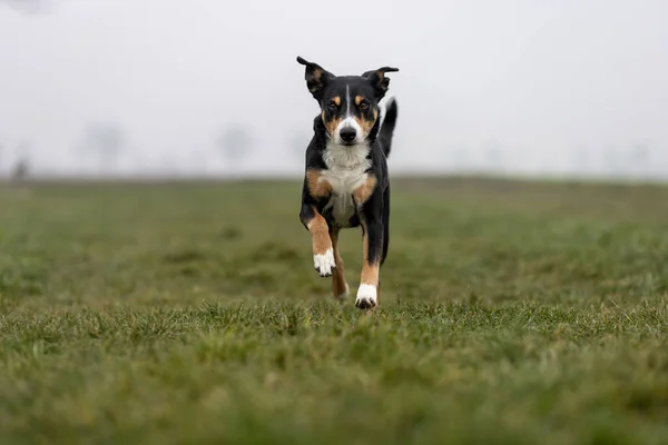 Hareket Halindeki Güzel Bir Köpeğin Portresi — Stok fotoğraf