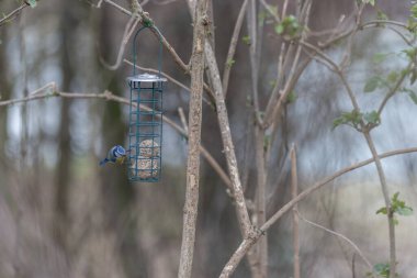 Mavi baştankara kuş besleyici yağ topları ile oturup...