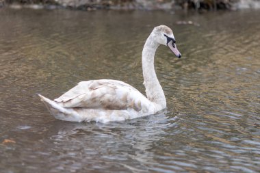 Güzel genç bir kuğu gölette.