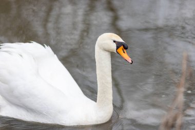 Almanya 'da suda yüzen zarif kuğu