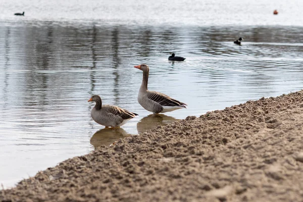 Two Greylag Geese Swimming Lake — Stock Photo, Image